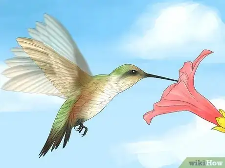 Image titled Why Do Hummingbirds Chase Each Other Step 2
