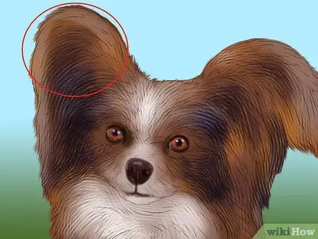 Image titled Identify a Papillon Step 1