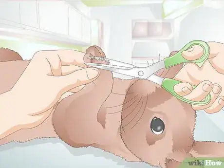 Image titled Give a Rabbit Medication Step 26