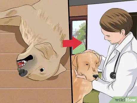 Image titled Diagnose Canine Distemper Step 4