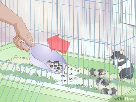 Image titled Deal with Baby Hamsters Step 5