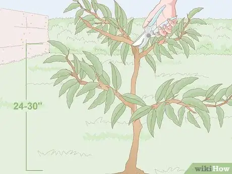 Image titled Prune Nectarine Trees Step 2