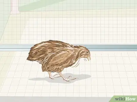 Image titled Know if Your Quail Is Sick Step 2