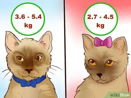 Image titled Identify a Burmese Cat Step 3