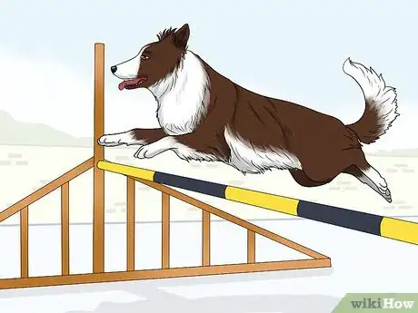 Image titled Identify a Border Collie Step 10