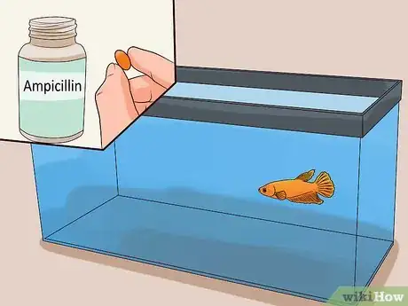 Image titled Tell if a Betta Fish Is Sick Step 27
