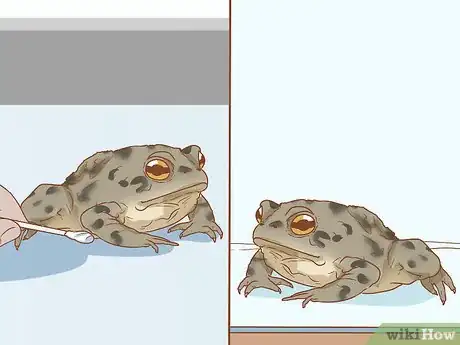 Image titled Bathe Your Frog Step 15