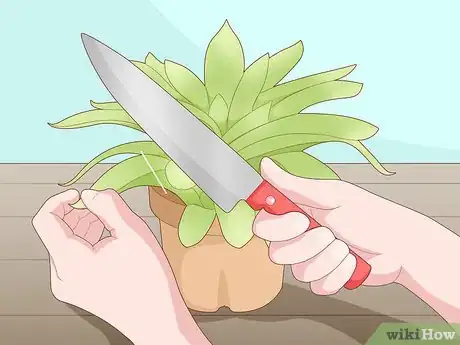 Image titled Propagate Succulent Plant Cuttings Step 4