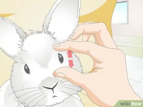 Image titled Give a Rabbit Medication Step 18