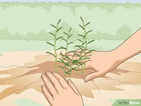 Image titled Fertilize Herbs Step 6