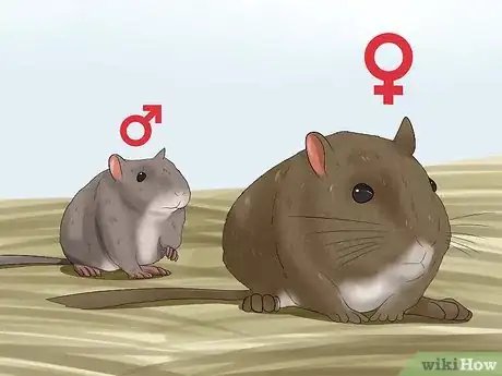 Image titled Tell when Gerbils Are Mating Step 4