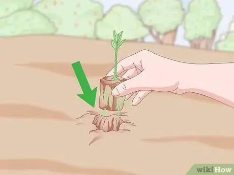 Image titled Grow a Sandalwood Tree Step 9