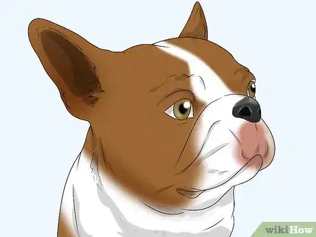 Image titled Identify a Boston Terrier Step 2
