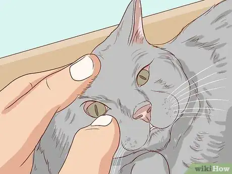 Image titled Check Cats for Dehydration Step 6