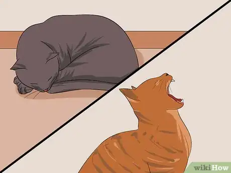 Image titled Know Your Cat's Age Step 12