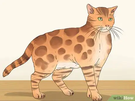 Image titled Identify a Bengal Cat Step 3
