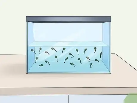 Image titled Care for African Clawed Frog Tadpoles Step 3