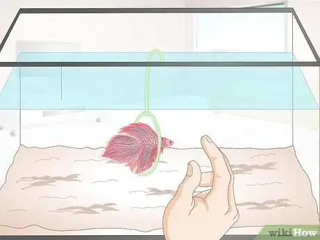 Image titled Train Your Betta Fish Step 9