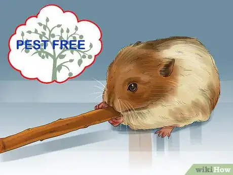 Image titled Keep Hamster Teeth Healthy Step 2