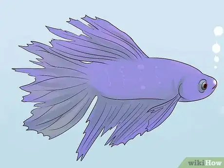 Image titled Tell if a Betta Fish Is Sick Step 13