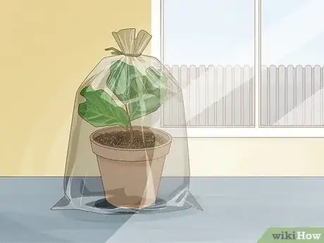 Image titled Propagate Fiddle Leaf Fig Step 7