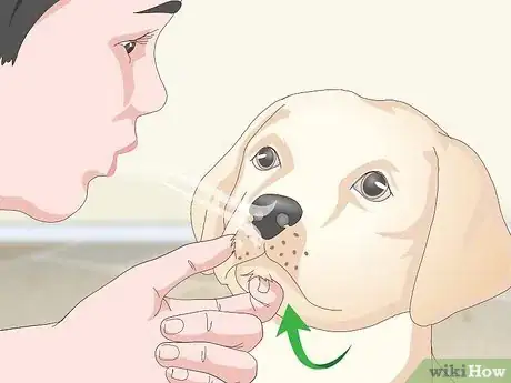 Image titled Get Your Dog to Take Its Medicine Step 16