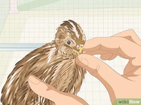 Image titled Know if Your Quail Is Sick Step 8