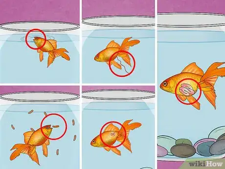 Image titled Fix Swim Bladder Disease in Goldfish Step 3