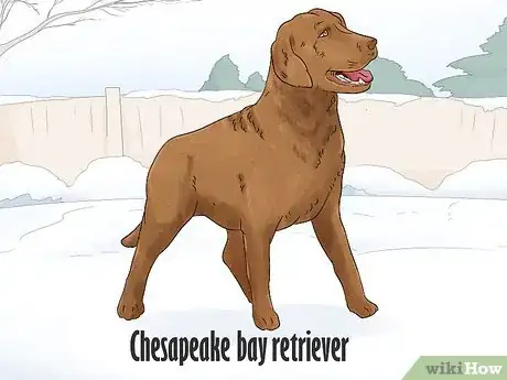 Image titled Identify a Golden Retriever Step 15