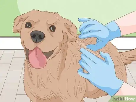 Image titled Remove a Tick from a Dog Without Tweezers Step 1