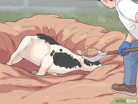 Image titled Humanely Euthanize a Cow Step 17