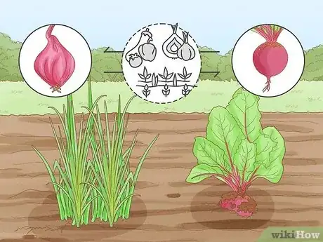 Image titled Onion Companion Plants Step 5