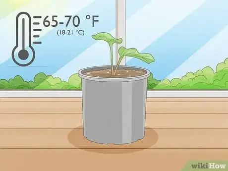 Image titled Grow Sweet Potato Vine Houseplant Step 9