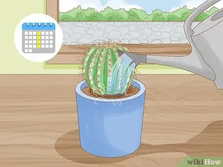 Image titled Grow Golden Barrel Cactus Step 15