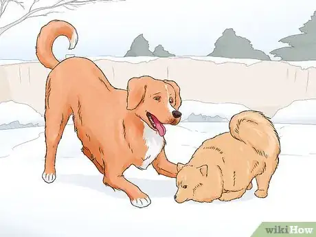 Image titled Identify a Pomeranian Step 13