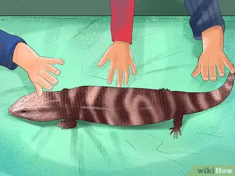 Image titled Take Care of a Five Lined Skink Step 9