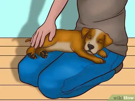 Image titled Know if Your New Puppy Is Comfortable Step 4