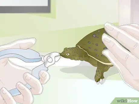 Image titled Care for a Soft Shelled Turtle Step 15