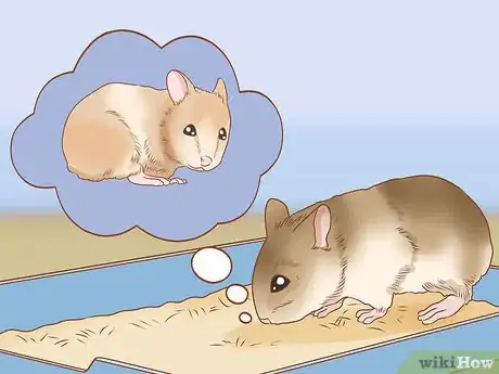 Image titled Introduce Two Dwarf Hamsters Step 3