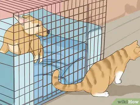 Image titled Introduce a Cat to a Dog Step 5