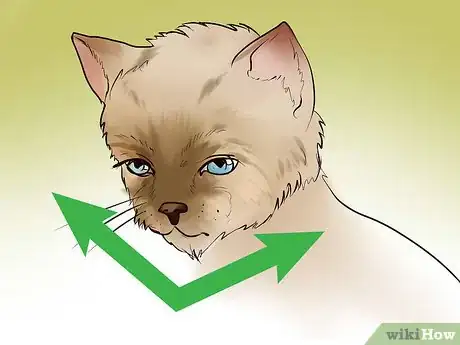 Image titled Identify a Burmese Cat Step 4