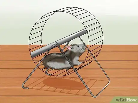 Image titled Exercise a Hamster Step 1