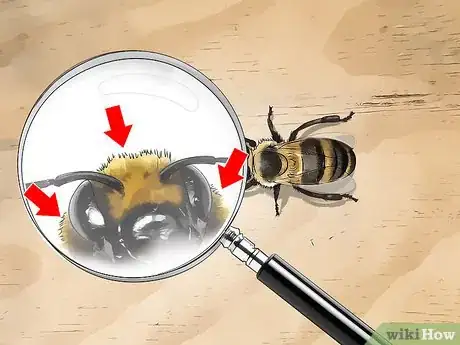 Image titled Identify Honey Bees Step 4