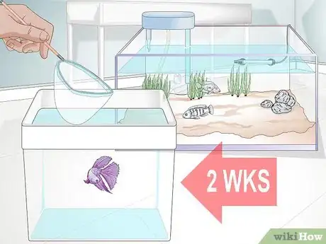 Image titled Add a Betta to a Community Tank Step 1