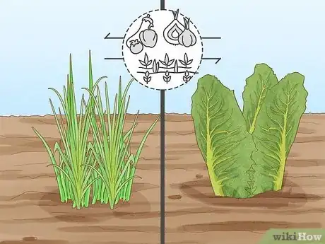 Image titled Onion Companion Plants Step 8