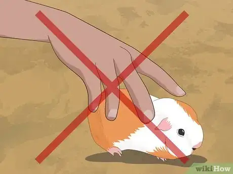 Image titled Determine the Sex of a Guinea Pig Step 1