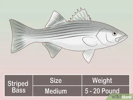 Image titled Create a Setup for Inshore Fishing Step 24