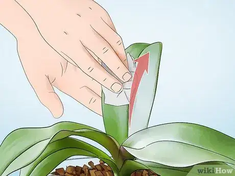 Image titled Clean Orchid Leaves Step 4