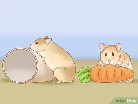Image titled Introduce Two Dwarf Hamsters Step 8