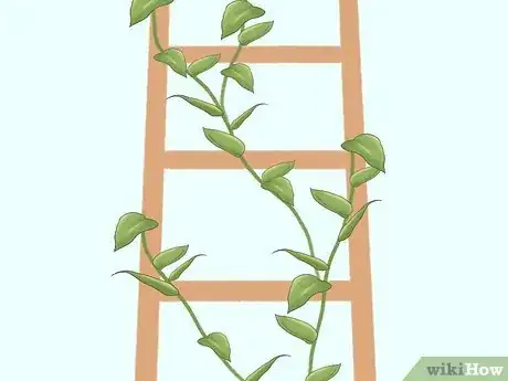 Image titled Grow Philodendron Step 10